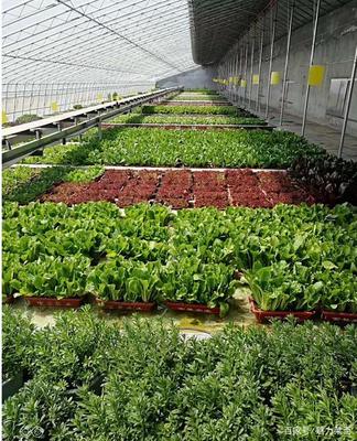 生物科技驅(qū)動(dòng)產(chǎn)業(yè)升級(jí)，萊西龍頭企業(yè)引領(lǐng)農(nóng)民增收新路徑